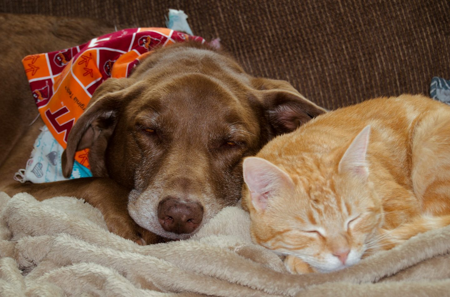 A dog and a cat asleep together on a sofa
